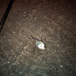 ウキ釣り 夜釣り〜朝釣り