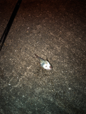 ウキ釣り 夜釣り〜朝釣り