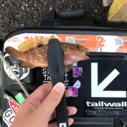 根魚を求めて③