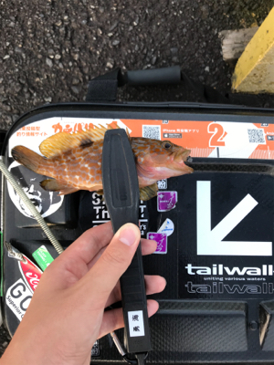 根魚を求めて③