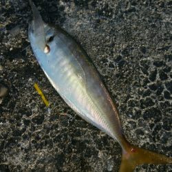 朝マズメアジング