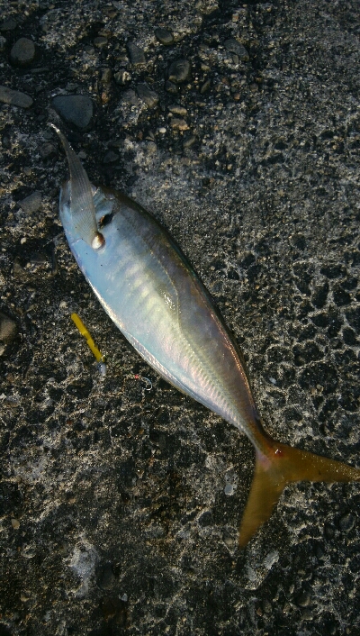 朝マズメアジング