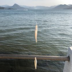 暑過ぎて 短時間キス釣り