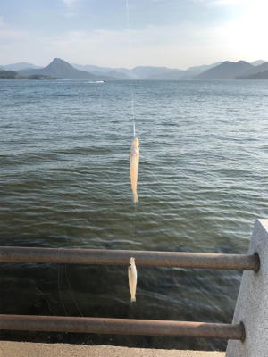 暑過ぎて 短時間キス釣り