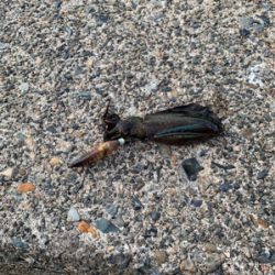 チビアオリ確認