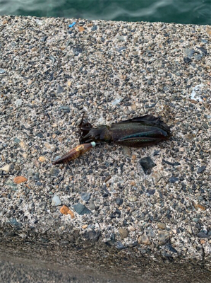 チビアオリ確認