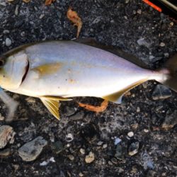 高知遠征は散々で…