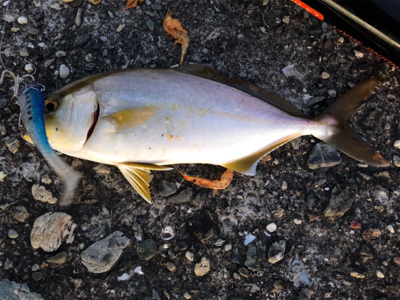 高知遠征は散々で…