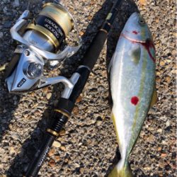 早朝ツバッシング