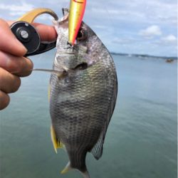 トップゲーム&ボトムダート