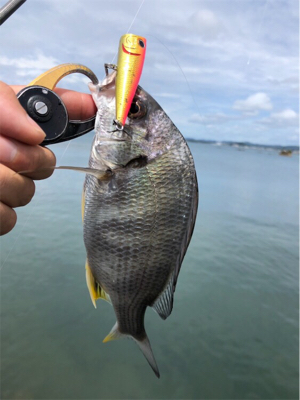 トップゲーム&ボトムダート