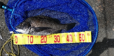 開始５分でチヌ