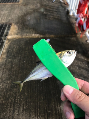 南港ジグサビキー