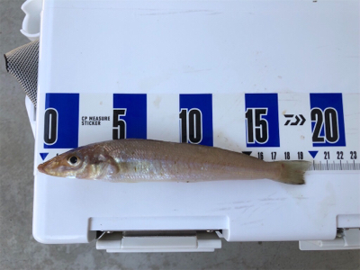 ちょい投げでキス