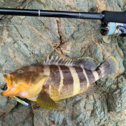 ハタとネリゴがわらわら