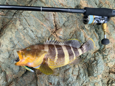 ハタとネリゴがわらわら