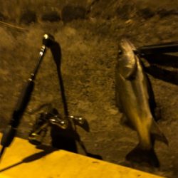 夜中アジは不在 流れ星は100個確認。