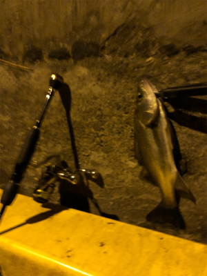 夜中アジは不在 流れ星は100個確認。