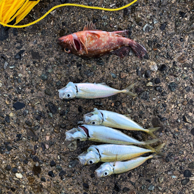 早朝にアジとガシラ