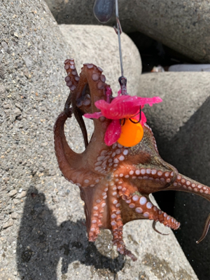 盆休み2日目、渋い。