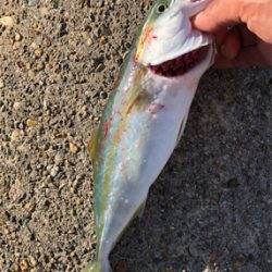 毎度毎度ツバッシング