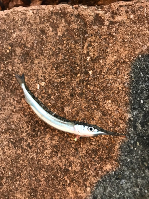 アジングからのサビキ釣り