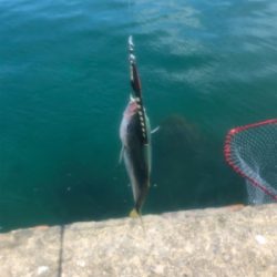 フクラギ 道南ショアジギング