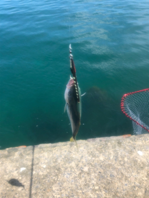 フクラギ 道南ショアジギング