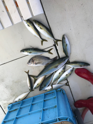 落とし込みサビキ  鳴門にて