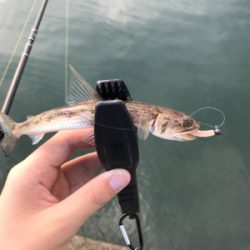 根魚を求めて④