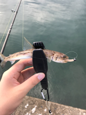 根魚を求めて④