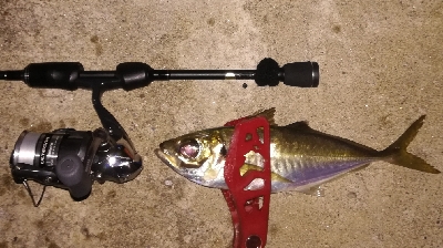 アジンガー1900〜1930 2105〜2140