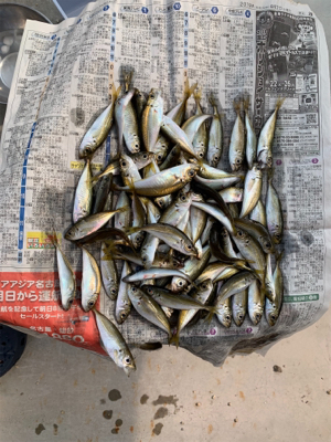 アジとキスを狙って