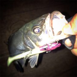 帰阪後、初シーバス