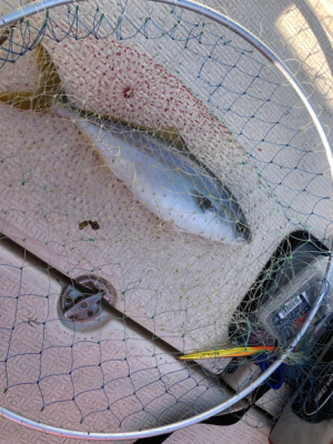 メジロ、ツバス