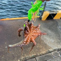 朝まづめのオクトパッシング