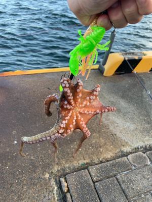 朝まづめのオクトパッシング