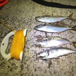 アジング楽しい