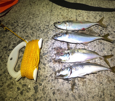 アジング楽しい