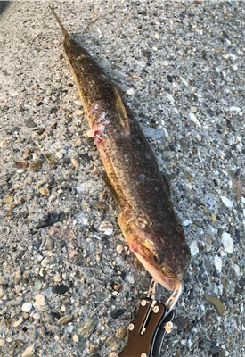 台風明けのBIGな底物