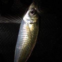 台風前ライト調査