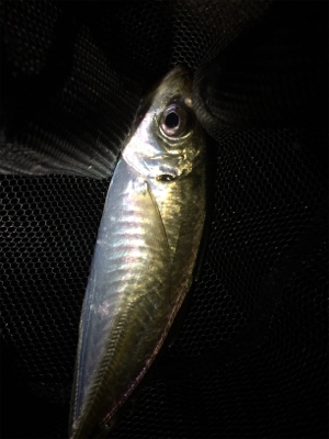 台風前ライト調査