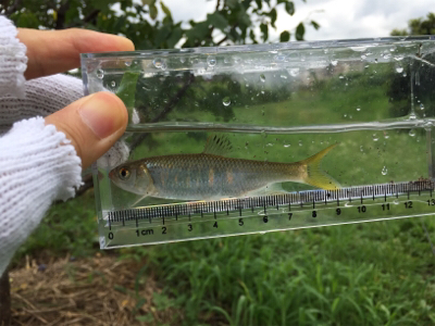 オイカワと遊ぶ