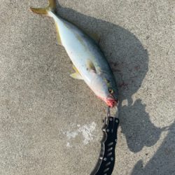 今シーズン初青物