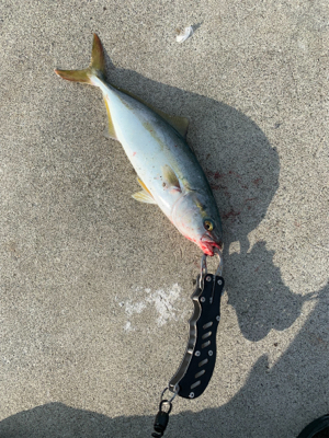 今シーズン初青物