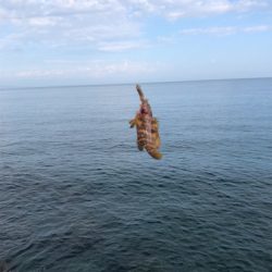 ロック、フラットフィッシュ狙い