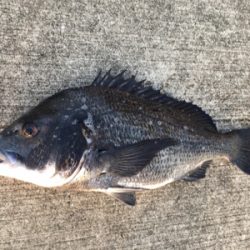 台風一過で海の生命反応が戻りました