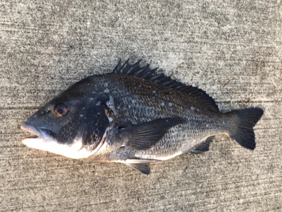 台風一過で海の生命反応が戻りました