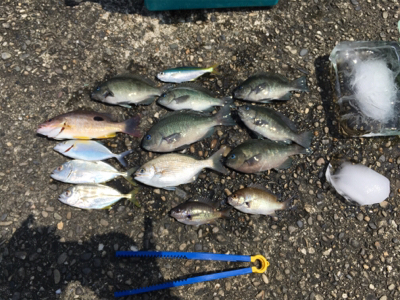 大島漁港 サビキ釣り