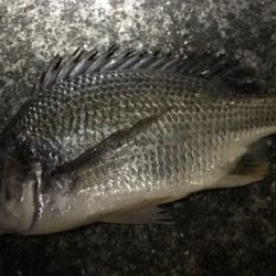 ３８センチと３６センチでした